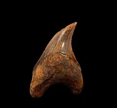 Bakersfield Parotodus tooth for sale | Buried Treasure Fossils
