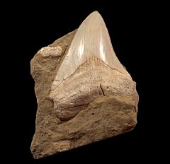 Sharktooth Hill Megalodon tooth for sale | Buried Treasure Fossils