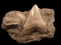 Real Sharktooth Hill Megalodon tooth for sale | Buried Treasure Fossils