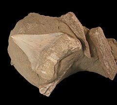 Real Bakersfield Megalodon tooth for sale | Buried Treasure Fossils