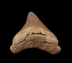 Real Bakersfield Megalodon tooth for sale | Buried Treasure Fossils