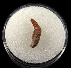 Real Bakersfield Dolphin Tooth for sale | Buried Treasure Fossils