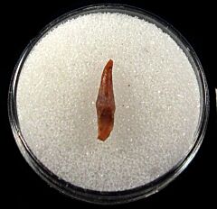 Bakersfield Dolphin tooth for sale | Buried Treasure Fossils