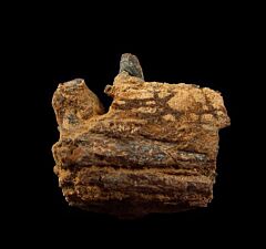 Real Bakersfield Dolphin Tooth for sale | Buried Treasure Fossils