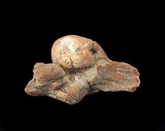 Large Sharktooth Hill Dolphin ear bone for sale | Buried Treasure Fossils