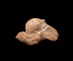 Sharktooth Hill Dolphin ear bone for sale | Buried Treasure Fossils