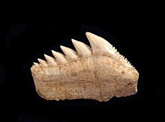 Hexanchus andersoni