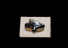 Squalus occidentalis