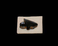 Squalus occidentalis