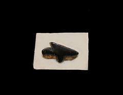 Squalus occidentalis