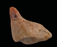 Prosqualodon tooth for sale | Buried Treasure Fossils