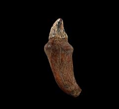 Real Bakersfield Prosqualodon tooth for sale | Buried Treasure Fossils