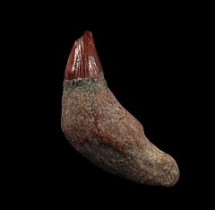 Rare Sharktooth Hill Prosqualodon tooth for sale | Buried Treasure Fossils