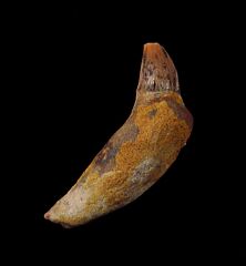 Rare California Prosqualodon tooth for sale | Buried Treasure Fossils