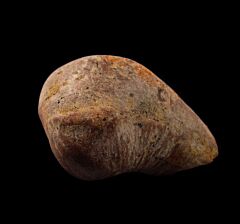 Sharktooth Hill whale ear bone for sale | Buried Treasure Fossils    