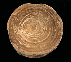 Sharktooth Hill shark vertebra | Buried Treasure Fossils