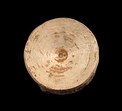 Sharktooth Hill shark vertebra | Buried Treasure Fossils