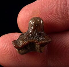 Kamp Ranch Ptychodus whipplei tooth for sale | Buried Treasure Fossils