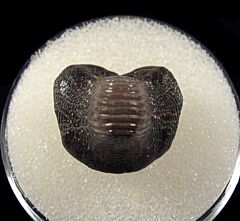 Texas Ptychodus anonymus tooth for sale | Buried Treasure Fossils