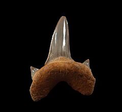 Cretodus crassidens