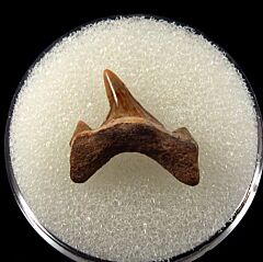 Cretodus semiplicatus tooth for sale | Buried Treasure Fossils