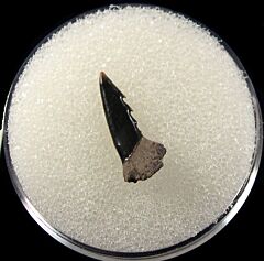 Texas Onchopristis dunklei tooth for sale | Buried Treasure Fossils