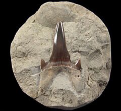 Protolamna sokolovi tooth for sale | Buried Treasure Fossils