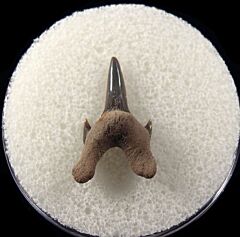 Texas Protolamna sokolovi tooth for sale | Buried Treasure Fossils