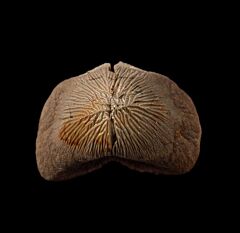Big Ptychodus mortoni tooth for sale | Buried Treasure Fossils