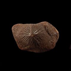 Arcadia Park Ptychodus mortoni tooth for sale | Buried Treasure Fossils