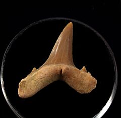 Brachycarcharis lerichei tooth from Togo for sale | Buried Treasure Fossils