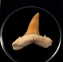 Togo Brachycarcharis lerichei tooth for sale | Buried Treasure Fossils