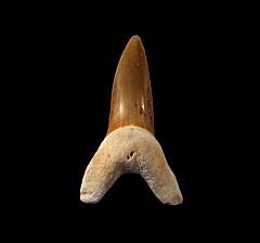 Isurus praecursor                          