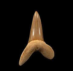 Togo Isurus praecursor tooth for sale | Buried Treasure Fossils