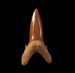 Togo Serratolamna koerti tooth | Buried Treasure Fossils