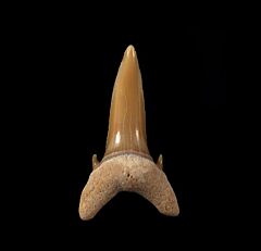 Togo Serratolamna koerti tooth | Buried Treasure Fossils