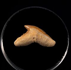 Tiger shark tooth from Togo for sale | Buried Treasure Fossils