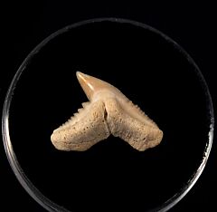 Tiger shark tooth from Togo for sale | Buried Treasure Fossils