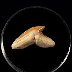 Togo Galeocerdo latidens tooth for sale | Buried Treasure Fossils