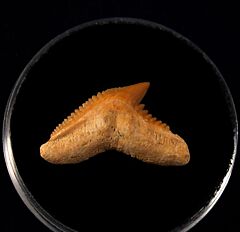 Galeocerdo latidens         
