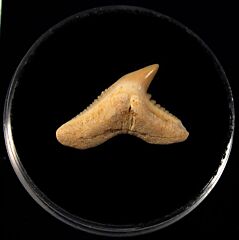 Galeocerdo latidens         