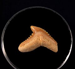 Galeocerdo eaglesomi
