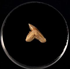 Galeocerdo eaglesomi