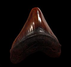 Red site Virginia Megalodon tooth for sale | Buried Treasure Fossils