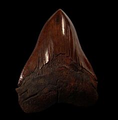 Virginia Megalodon tooth for sale | Buried Treasure Fossils