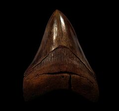 Red Virginia Otodus auriculatus tooth for sale | Buried Treasure Fossils