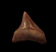 Real Virginia Otodus megalodon tooth for sale | Buried Treasure Fossils