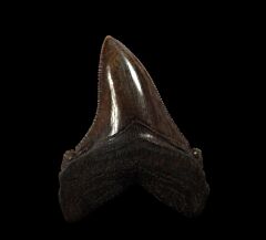 Virginia Otodus chubutensis tooth for sale | Buried Treasure Fossils