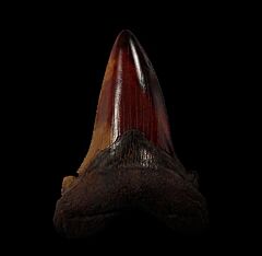 Red Virginia Otodus auriculatus tooth for sale | Buried Treasure Fossils