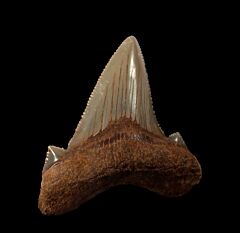 Virginia Otodus auriculatus tooth for sale | Buried Treasure Fossils